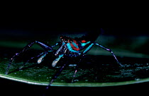 Jumping spider {Chrysilla sp} Sinharaja, Sri Lanka