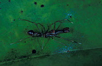 Jumping spider - ant mimic {Myrmarachne sp} Sinharaja, Sri Lanka
