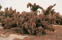 Swarm of Desert locust {Schistocerca gregaria}  covering vegetation, Mauretania, West Africa