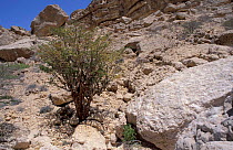 Frankincense tree {Boswellia sacra} Oman