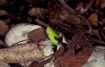 Eastern green mamba hatching from egg {Dendroaspis angusticeps} Watamu, Kenya