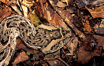 Puff adder camouflaged in leaf litter {Bitis arietans} Watamu, Kenya