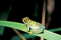Pygmy sedge Translucent reed frog {Hyperolius pusillus} Arabuko Sokoke forest, Kenya