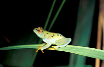 Pygmy sedge / Translucent reed frog {Hyperolius pusillus} Arabuko Sokoke forest, Kenya