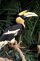 Great Indian hornbill {Buceros bicornis} male, captive Spain