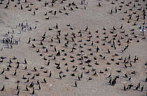Socotra cormorant colony {Phalacrocorax nigrogularis} United Arab Emirates, photographed during making of BBC Planet Earth series