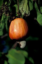 Cashew nut ripening on tree {Anacardium occidentale} Brazil