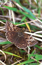 Dingy skipper butterfly {Erynnis tages} Yorkshire, UK