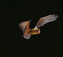 Leisler's bat flying {Nyctalus leisleri} Germany