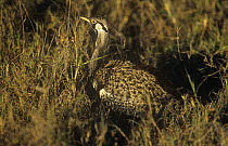 Hartlaubs bustard {Lissotis hartlaubii} male, Nairobi NP, Kenya