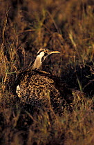 Hartlaub's bustard, male {Lissotis hartlaubii} Nairobi NP, Kenya