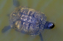Yellow bellied turtle, male {Chrysemys scripta} Pea Is NWR, North Carolina, USA