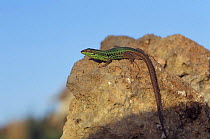 Sicilian wall lizard sunning {Podarcis wagleriana} Sicily, Italy