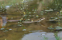 Four lined snake swimming {Elaphe quatuorlineata} Bulgaria