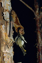 Greater noctule bat feeding on bird {Nyctalus lasiopterus} Greece