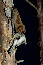 Greater noctule bat feeding on bird {Nyctalus lasiopterus} Greece