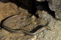 Three toed skink {Chalcides chalcide} Germany