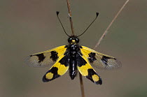Owlfly {Libelloides libelluloides} Germany