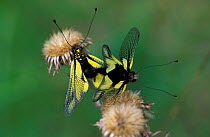 Owlflies mating {Libelloides libelluloides} Germany