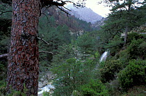 Corsican pine woodland, Gorges de la Restonica, nr Corte, Corsica