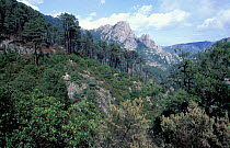Corsican pine woodland, Foret de Cervello, nr Venaco, Corsica