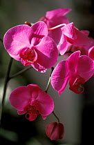 Tropical orchid flower {Phalaenopsis violacea} Philippines, Australia
