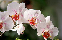 Tropical orchid flower {Phalaenopsis sp} Philippines, Borneo, Sumatra