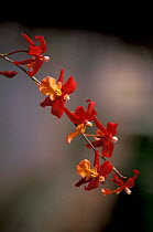 Tropical orchid flower {Odontoglossum sp}