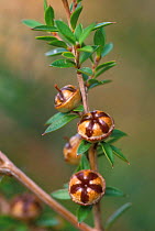 Manuka / Tea tree {Leptospermum scoparium} Australia - medical plant