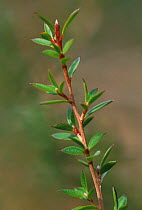Manuka /Tea tree {Leptospermum scoparium} Australia - medical plant