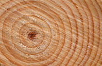 Growth rings in trunk of Spruce tree {Picea sp} Norway