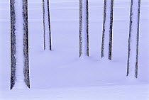 Five Lodgepole pine tree trunks in snow abstract, Yellowstone NP, Wyoming, USA