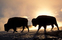 Two Bison silhouetted against rising sun {Bison bison} Yellowstone NP, Wyoming, USA