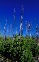 Dead Lodgepole pines showing regeneration after fire {Pinus contorta} Yellowstone, Wyoming,