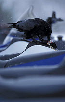 Common raven {Corvus corax} undoing zip to steal food. Yellowstone NP, Wyoming, USA