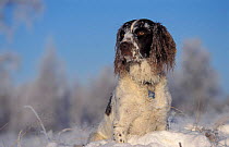 Springer spaniel dog covered in snow {Canis familiaris} Scotland, UK