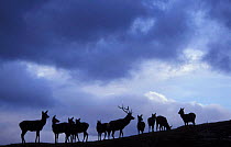 Red deer herd silhouette at dusk {Cervus elaphus} Strathspey, Scotland, UK