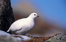 Rock ptarmigan female in white winter plumage {Lagopus mutus} Cairngorms NP, Scotland, UK