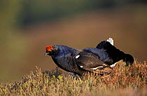 Black grouse male 'bubbling' display at lek {Tetrao tetrix} Cairngorms NP, Scotland, UK