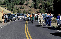 Traffic parked on road side as tourists view a 'bear sighting' Yellowstone NP, Wyoming, USA