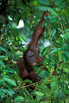 Wild male Orang utan feeding in canopy {Pongo pygmaeus} Danum valley, Sabah, Borneo
