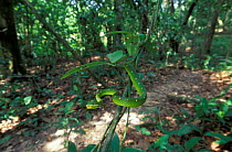 Temple / Wagler's pit viper sunning {Tropidolaemus wagleri} Kinabatangan, Sabah, Borneo