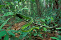 Temple / Wagler's pit viper {Tropidolaemus wagleri} Kinabatangan, Sabah, Borneo