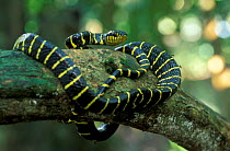Mangrove / Yellow-ringed cat snake {Boiga dendrophila} Kinabatangan, Sabah, Borneo