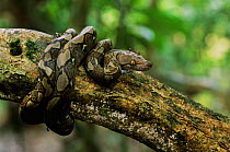 Reticulated python {Python reticulata} juvenile coiled round branch, Kinabatangan, Sabah, Borneo