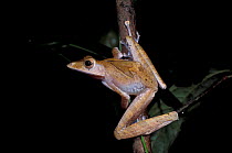 Collett's tree frog {Polypedates colletti} Danum valley, Sabah, Borneo