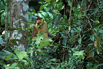 Proboscis monkey, male in tree {Nasalis larvatus} Kinabatangan, Sabah, Borneo