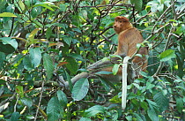 Proboscis monkey, male in tree {Nasalis larvatus} Kinabatangan, Sabah, Borneo