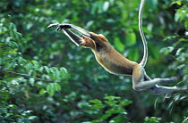 Proboscis monkey, male leaping across river {Nasalis larvatus} Kinabatangan, Sabah, Borneo