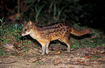 Malagasy civet (Fanaloka) at night {Fossa fossana} Ranomafana NP, Madagascar
